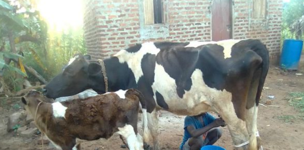 Young Boy in Uganda Milking Cow